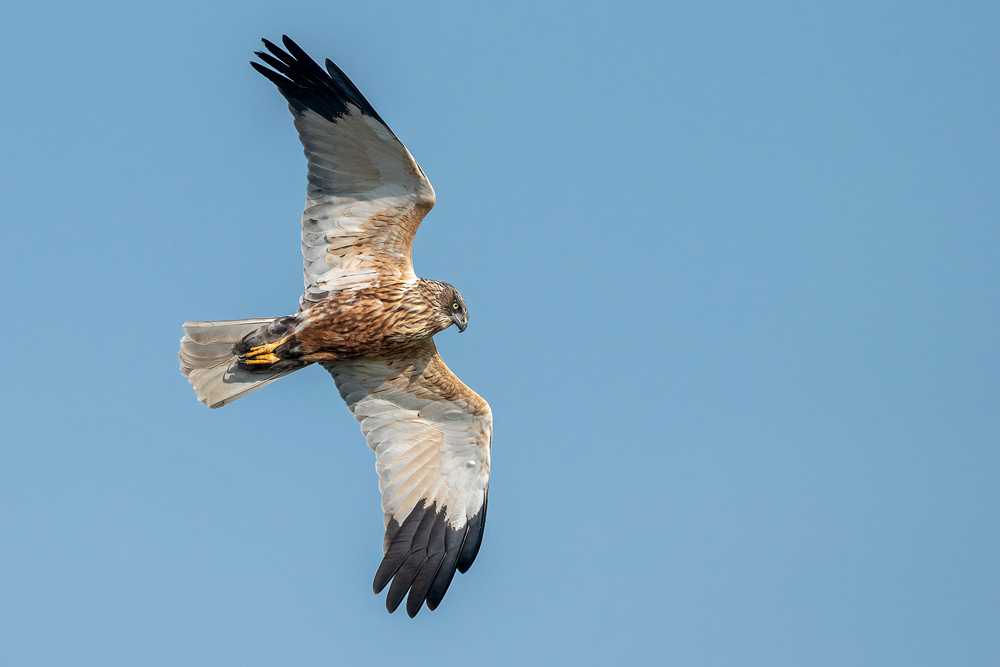 Marsh Harrier by Romano da Costa