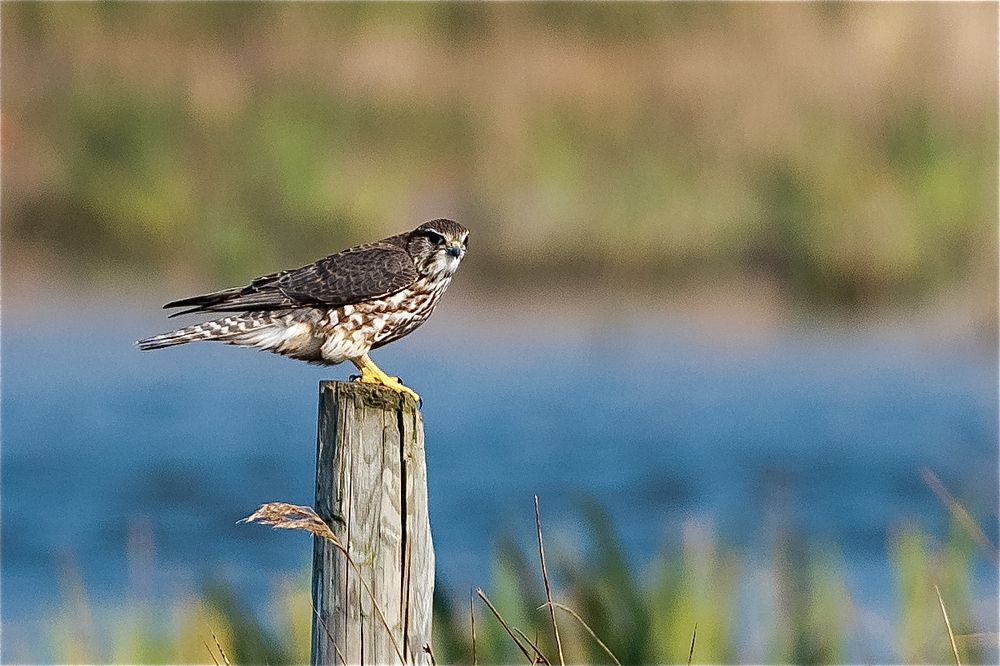 Merlin by Romano da Costa