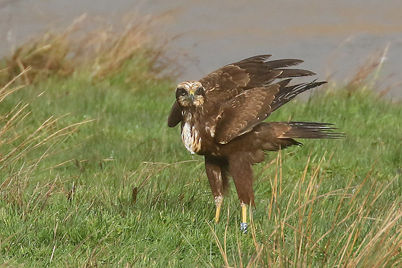 Marsh Harrier by Mick Dryden