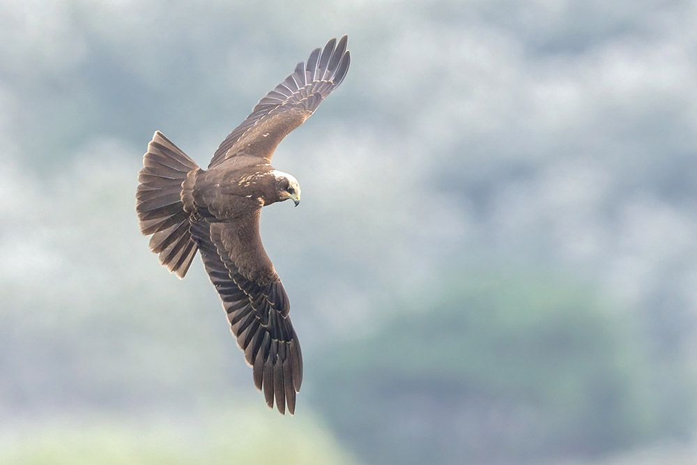 Marsh Harrier by Romano da Costa