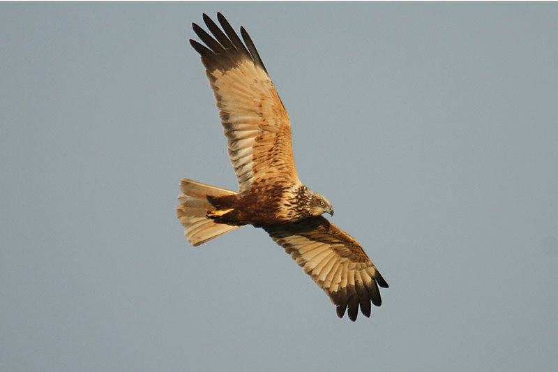 Marsh Harrier by Mick Dryden