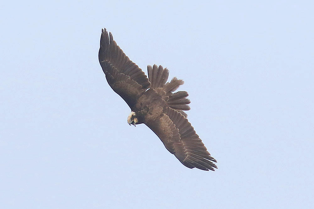 Marsh Harrier by Mick Dryden