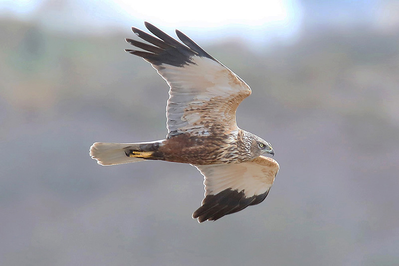 Marsh Harrier by Mick Dryden