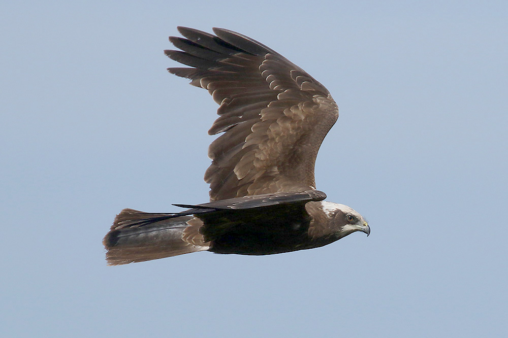 Marsh Harrier by Mick Dryden