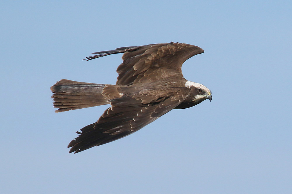 Marsh Harrier by Mick Dryden