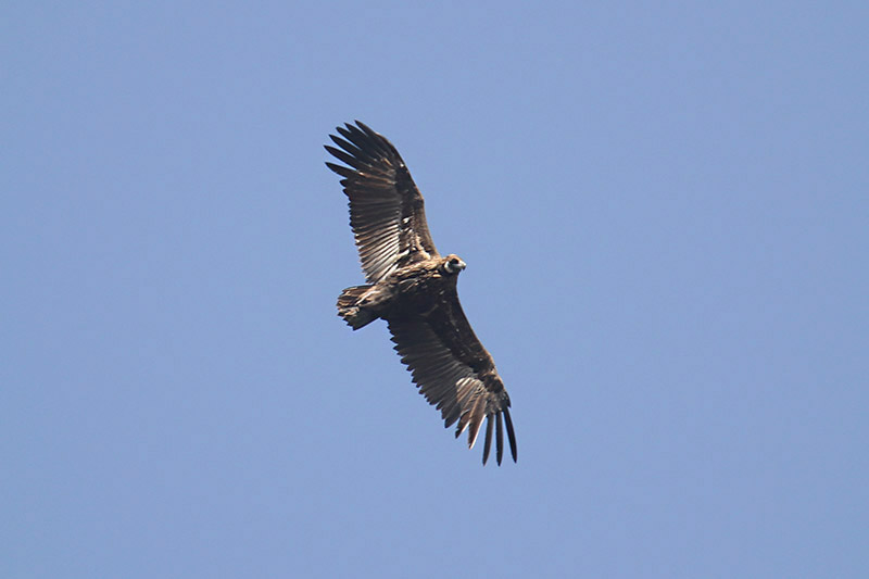 Eurasian Black Vulture by Mick Dryden