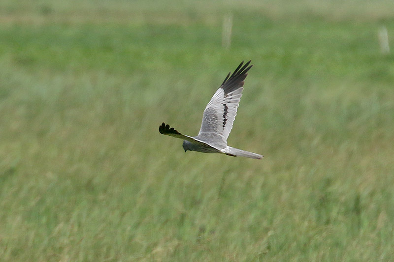 Montagus Harrier by Mick Dryden