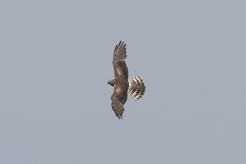 Montagus Harrier by Mick Dryden