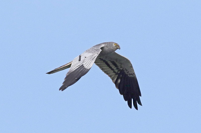 Montagu's Harrier by David Smith