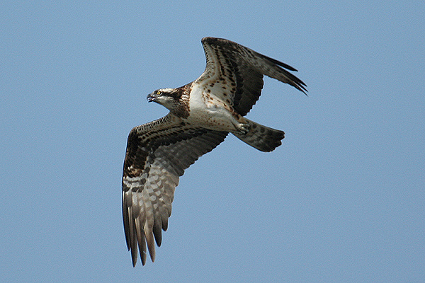 Osprey by Mick Dryden