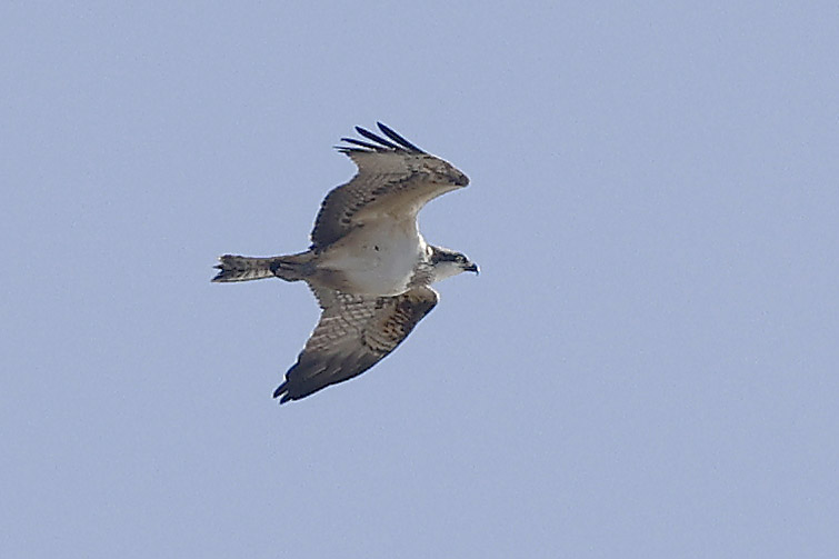 Osprey by Mick Dryden