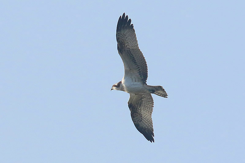 Osprey by Mick Dryden