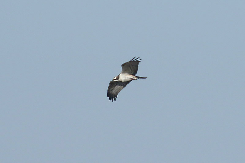 Osprey by Mick Dryden