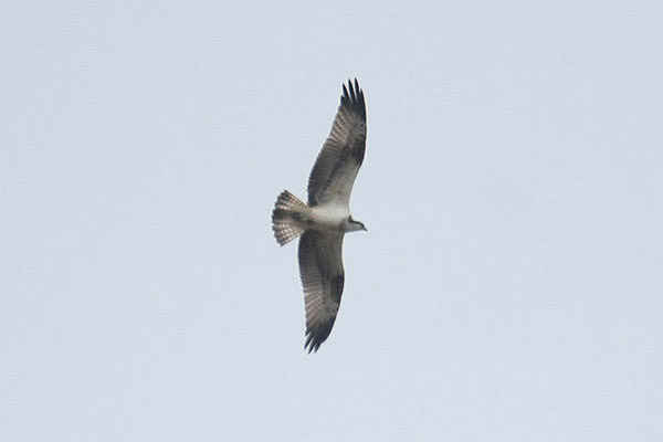 Osprey by Mick Dryden