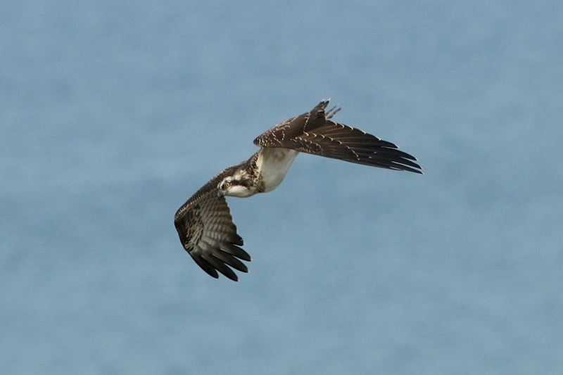 Osprey by Alan Modral