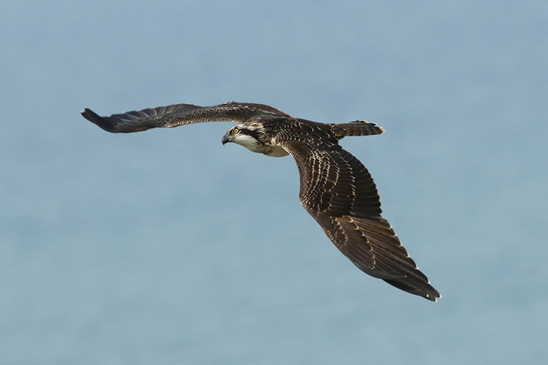 Osprey by Alan Modral