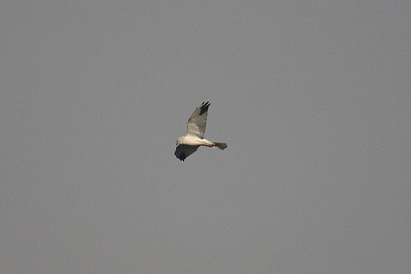 Pallid Harrier by Mick Dryden