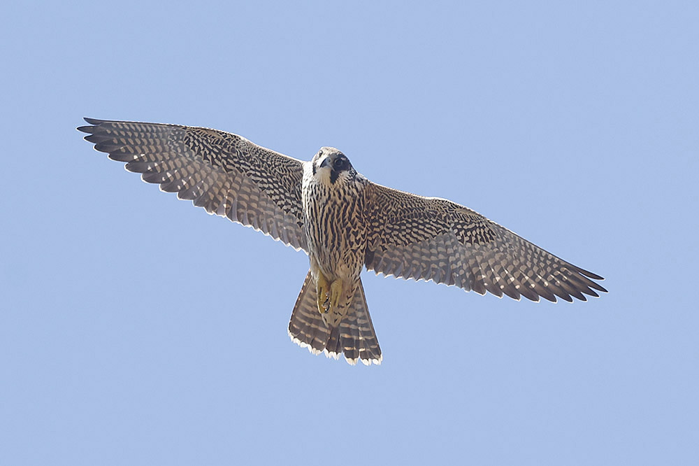 Peregrine by Mick Dryden