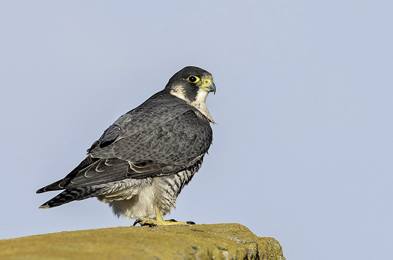 Peregrine by Romano da Costa