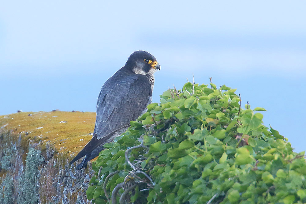 Peregrine by Mick Dryden