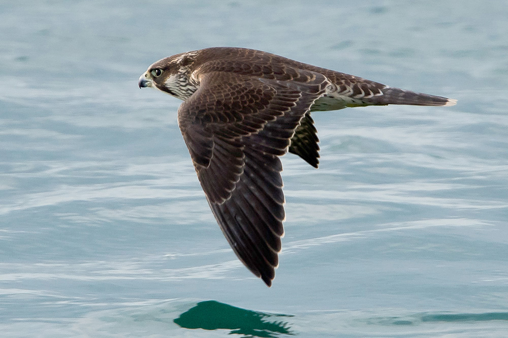 Peregrine by Romano da Costa