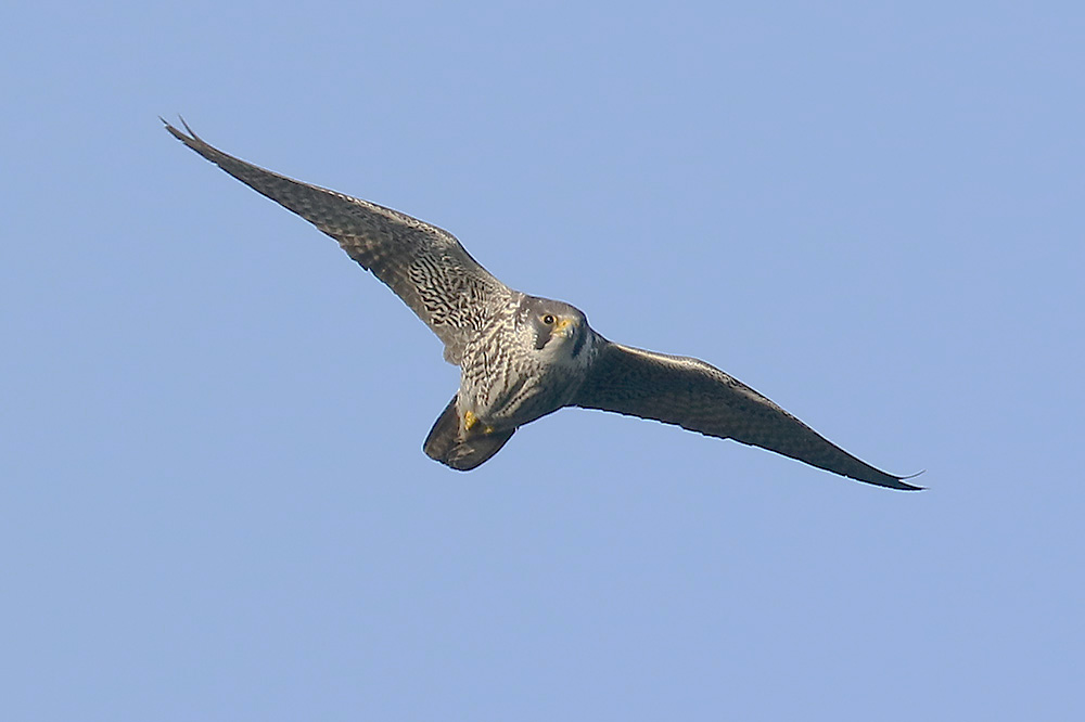 Peregrine by Mick Dryden