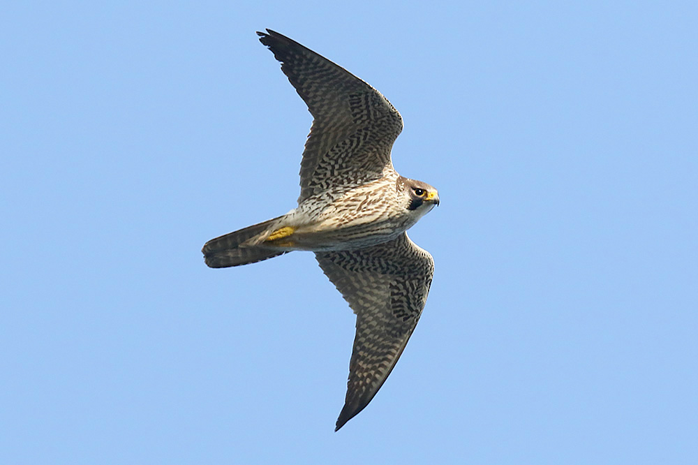 Peregrine by Mick Dryden
