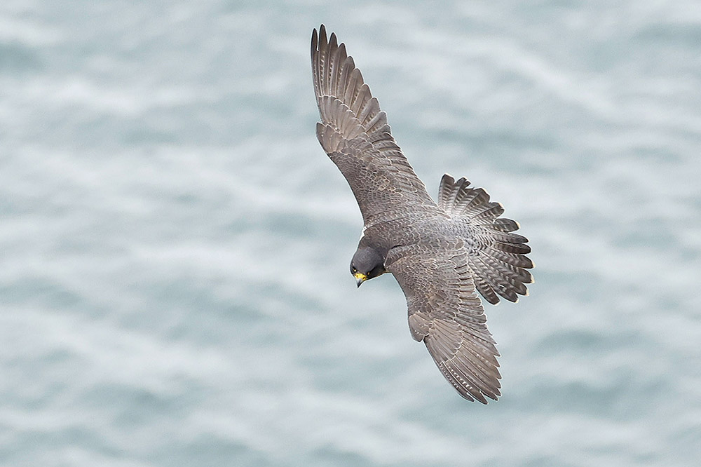 Peregrine by Mick Dryden