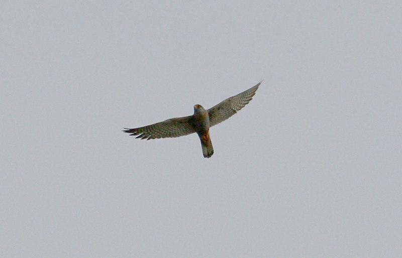 Red-footed Falcon by Cristina Sellares