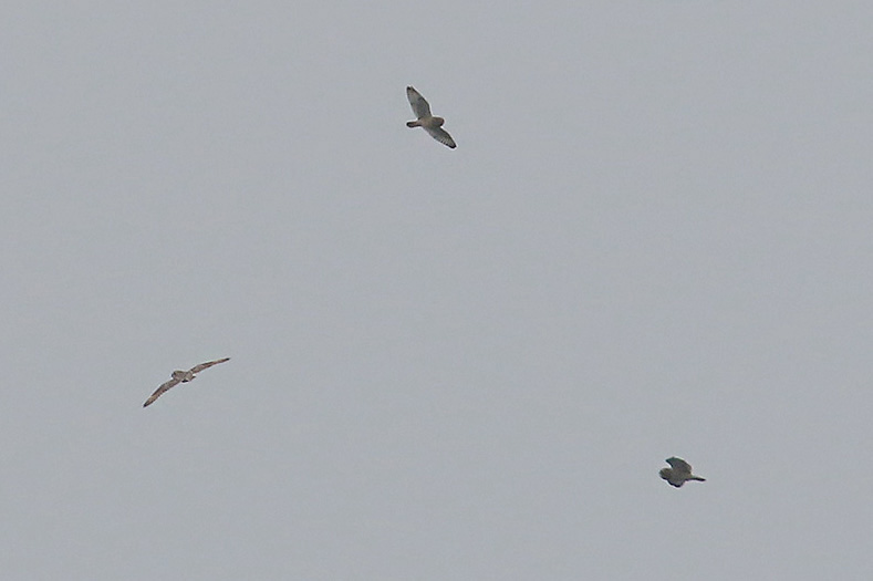 Short-eared Owls by Mick Dryden