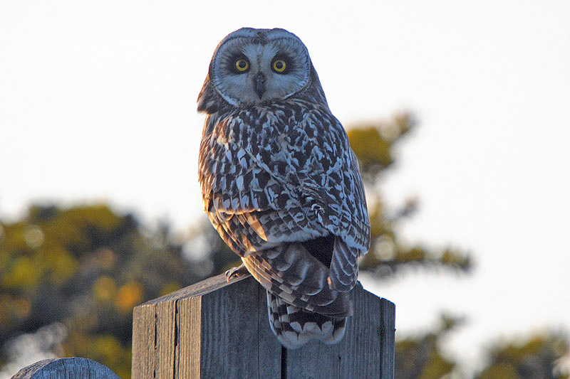 Short-eared Owl by Romano da Costa