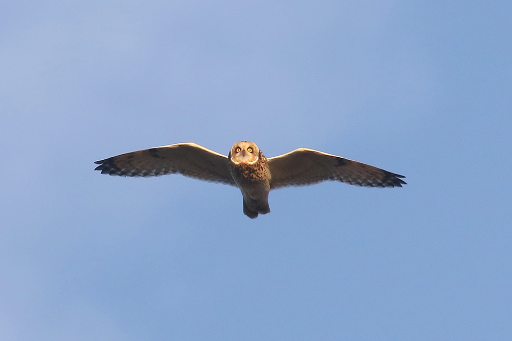 Short-eared Owl by Mick Dryden