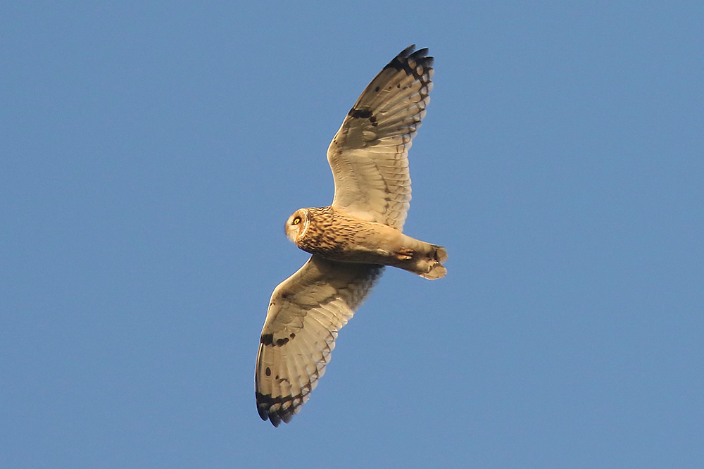 Short-eared Owl by Mick Dryden