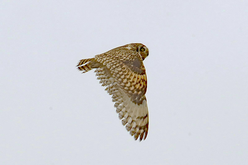 Short eared Owl by Alan Modral