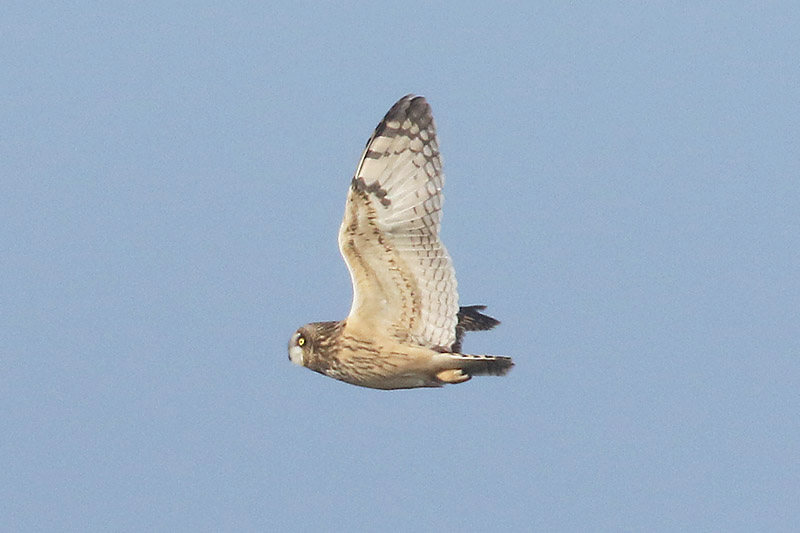 Short eared Owl by Mick Dryden