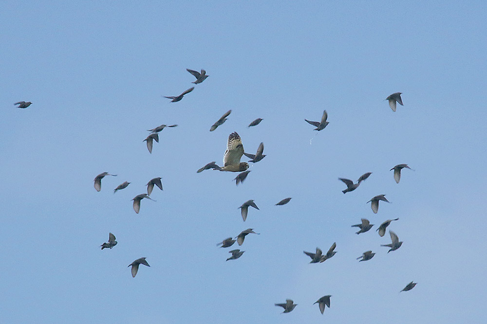 Short eared Owl by Mick Dryden