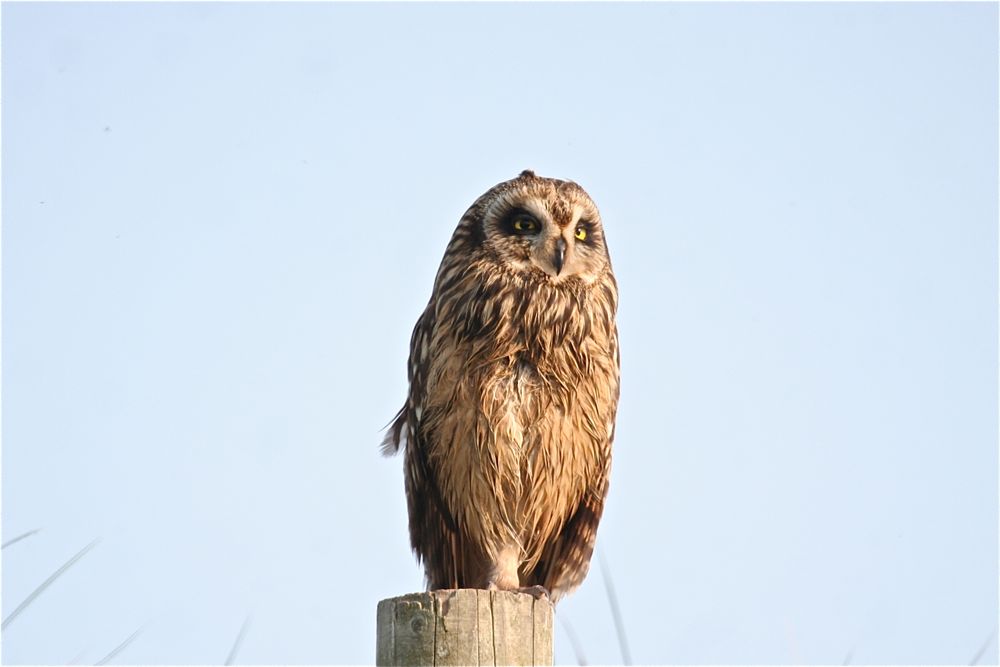 Short-eared Owl by Tony Paintin