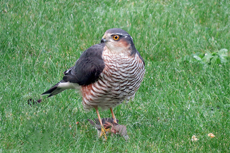 Sparrowhawk by Alan Gicquel