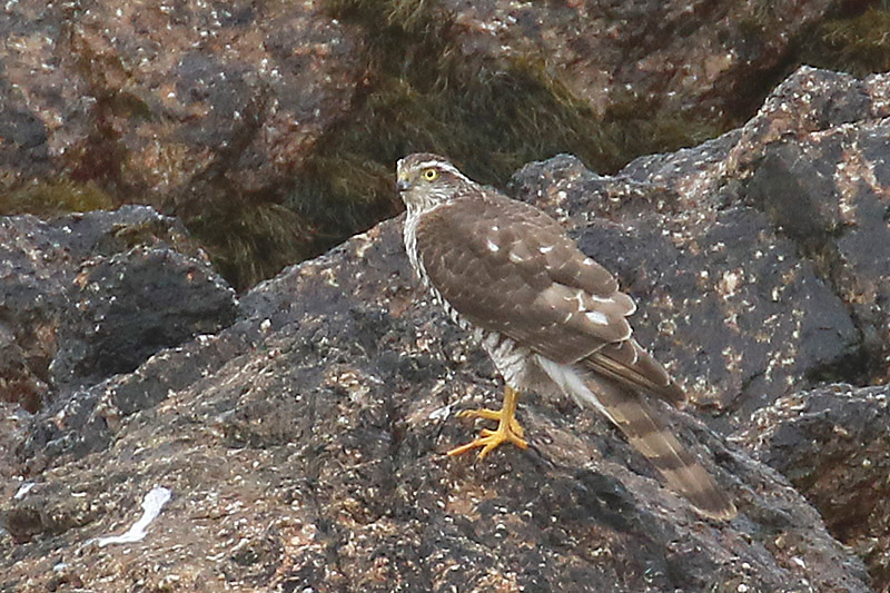 Sparrowhawk by Mick Dryden