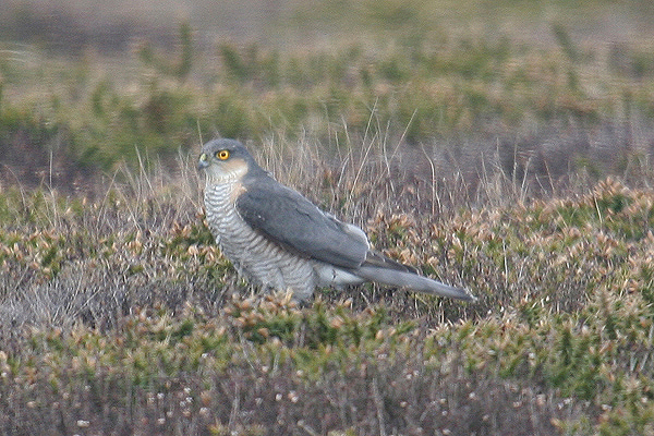 Sparrowhawk by Mick Dryden