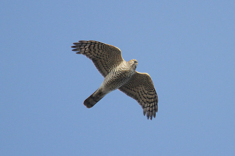 Sparrowhawk by Mick Dryden