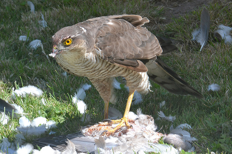 Sparrowhawk by Tracy Wickham