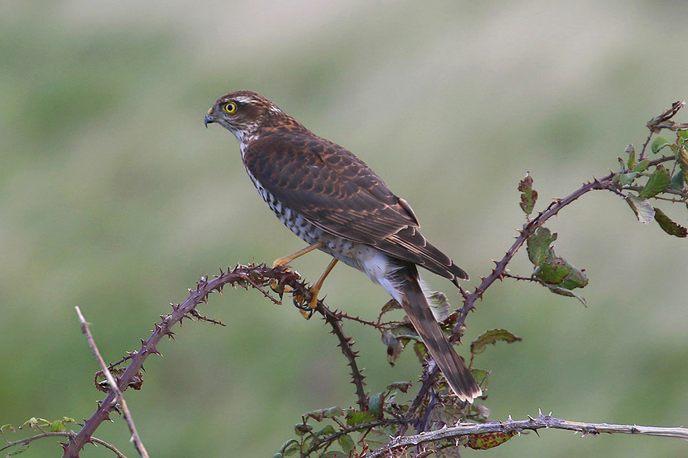 Sparrowhawk by Mick Dryden