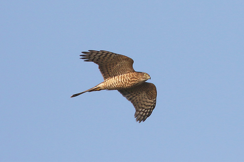 Sparrowhawk by Mick Dryden