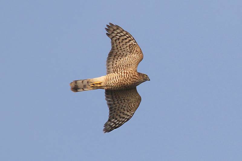 Sparrowhawk by Mick Dryden