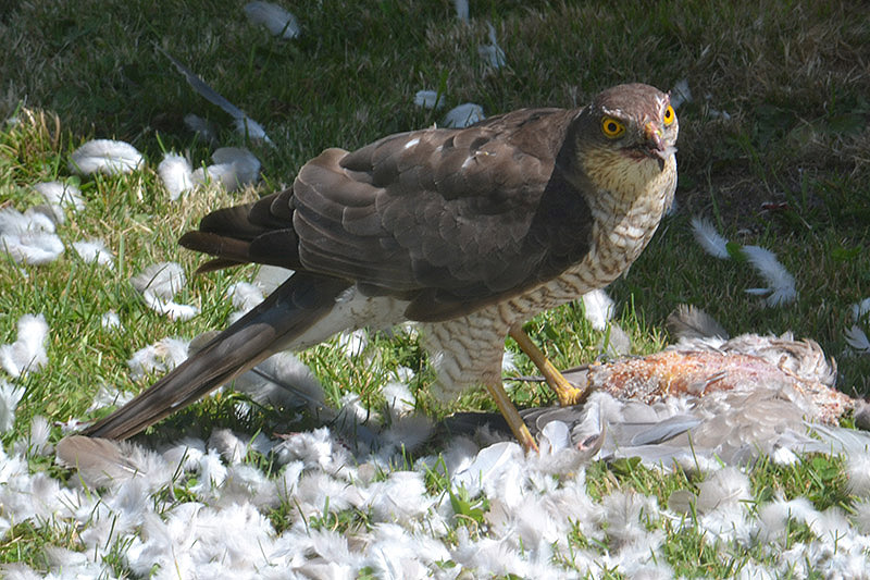 Sparrowhawk by Tracy Wickham