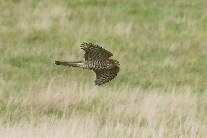 Sparrowhawk by Mick Dryden