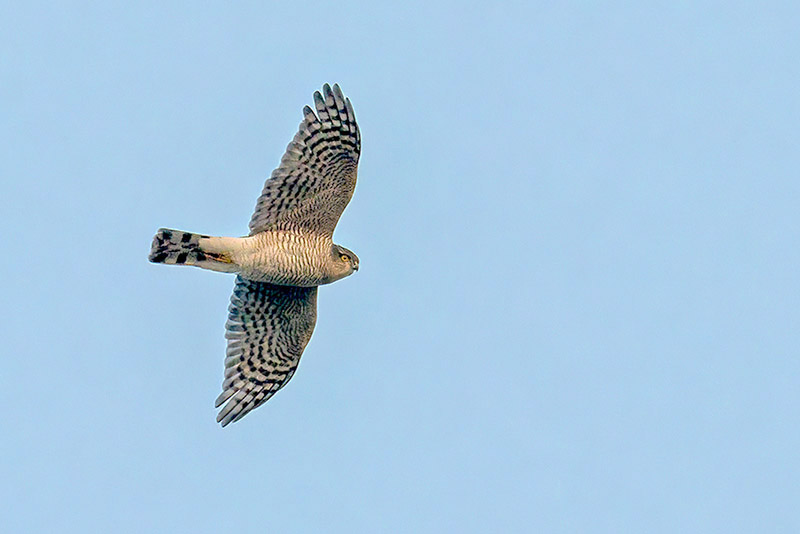 Sparrowhawk by Romano da Costa