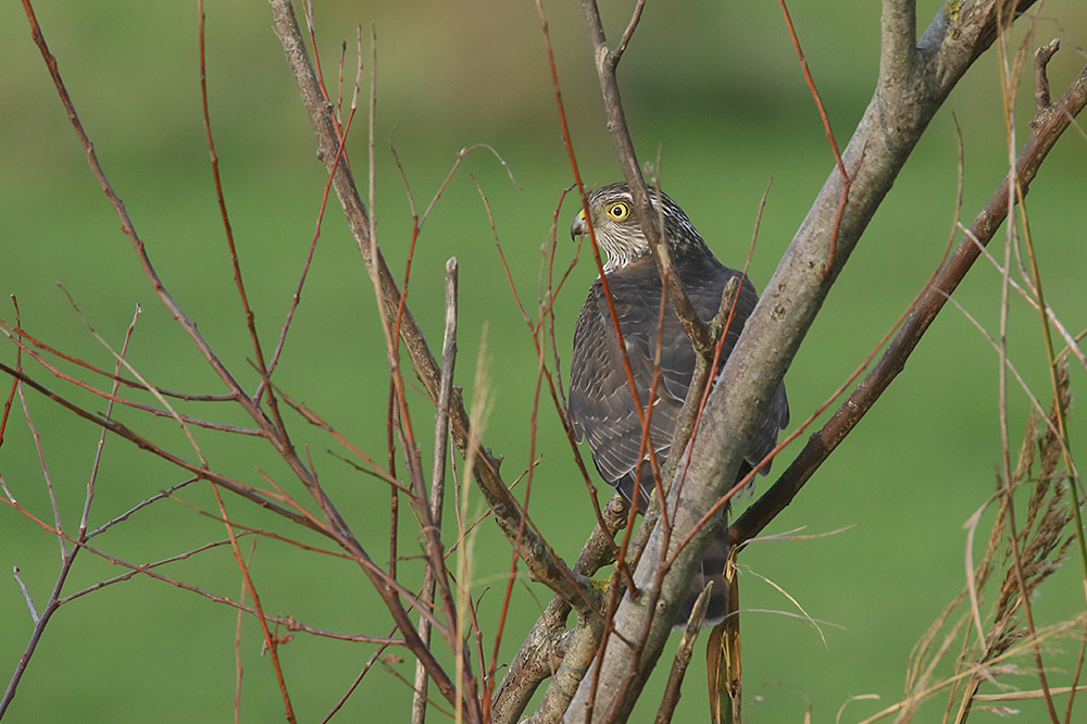 Sparrowhawk by Mick Dryden
