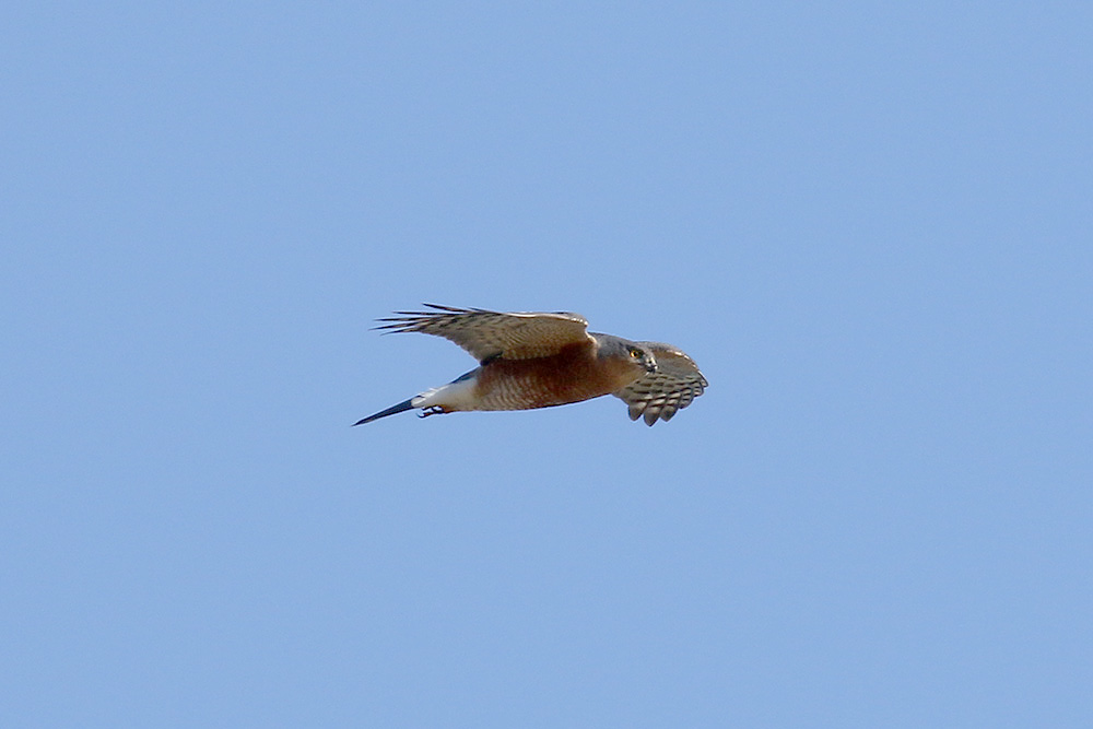 Sparrowhawk by Mick Dryden